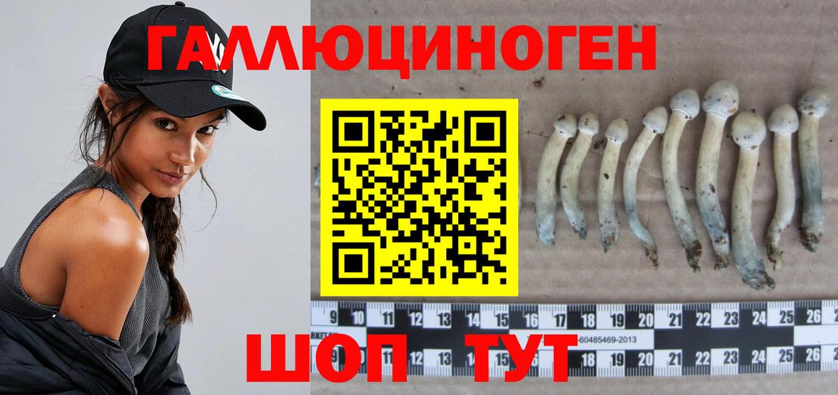 Галлюциногенные грибы Psilocybine cubensis Железногорск